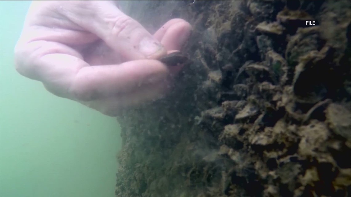 Zebra mussels still posing dangers in Austin-area lakes | kvue.com