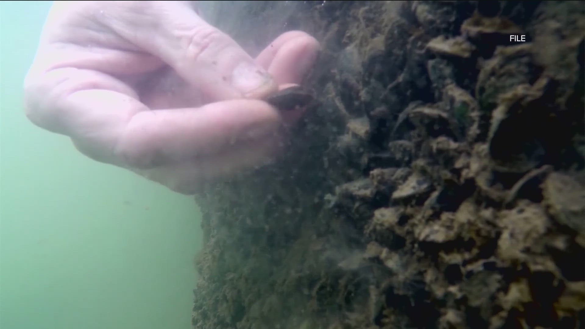 Lake Travis is full of hazards and it's not just the water, but also what lies beneath. KVUE looked at the toll zebra mussels are taking.