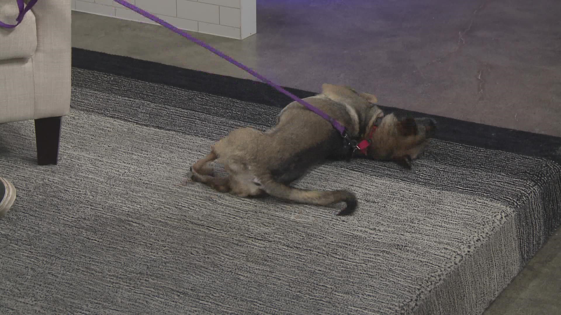 Every Friday on KVUE Midday, we feature a new pet looking for a forever home. This week, Dani Osio with Texas Humane Heroes introduces us to Pecan.