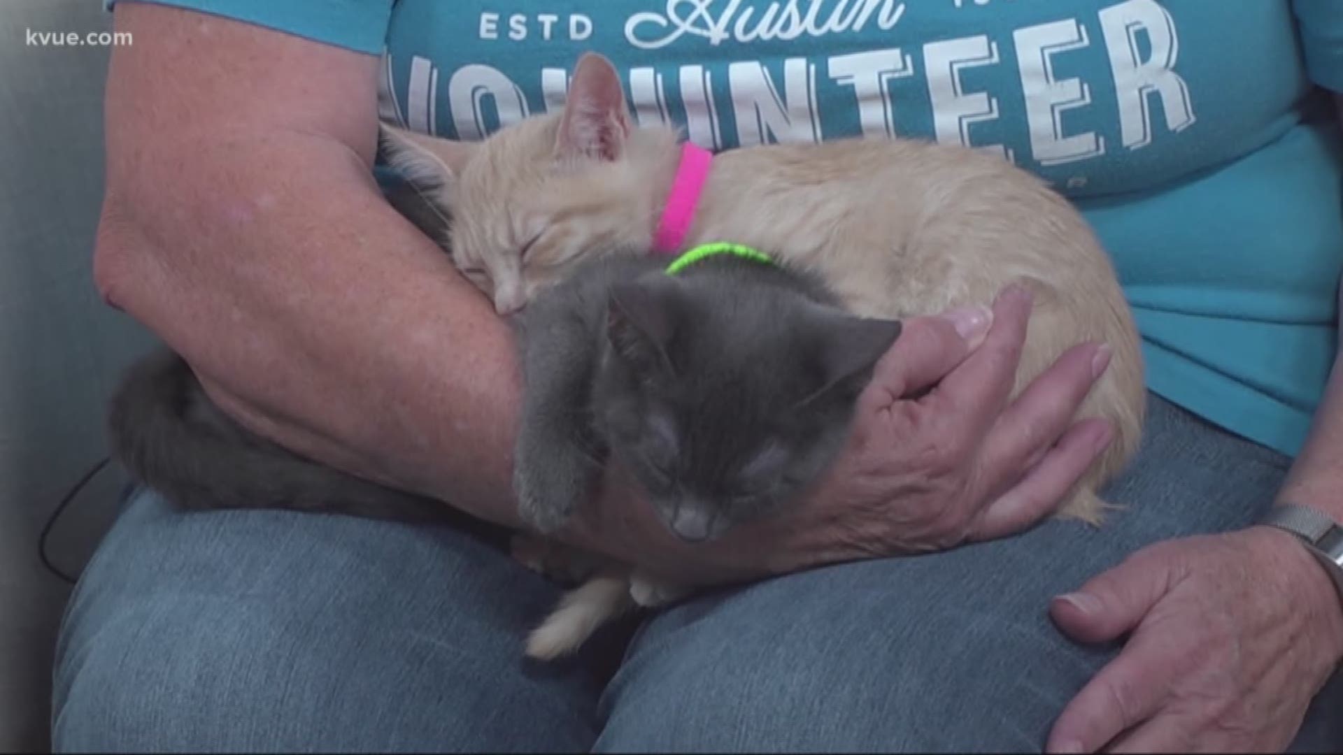 Austin Animal Center has brought along a litter of kittens -- Kittens Alice, Taz, Sylvester, Alvin, Reyna -- that is up for adoption.