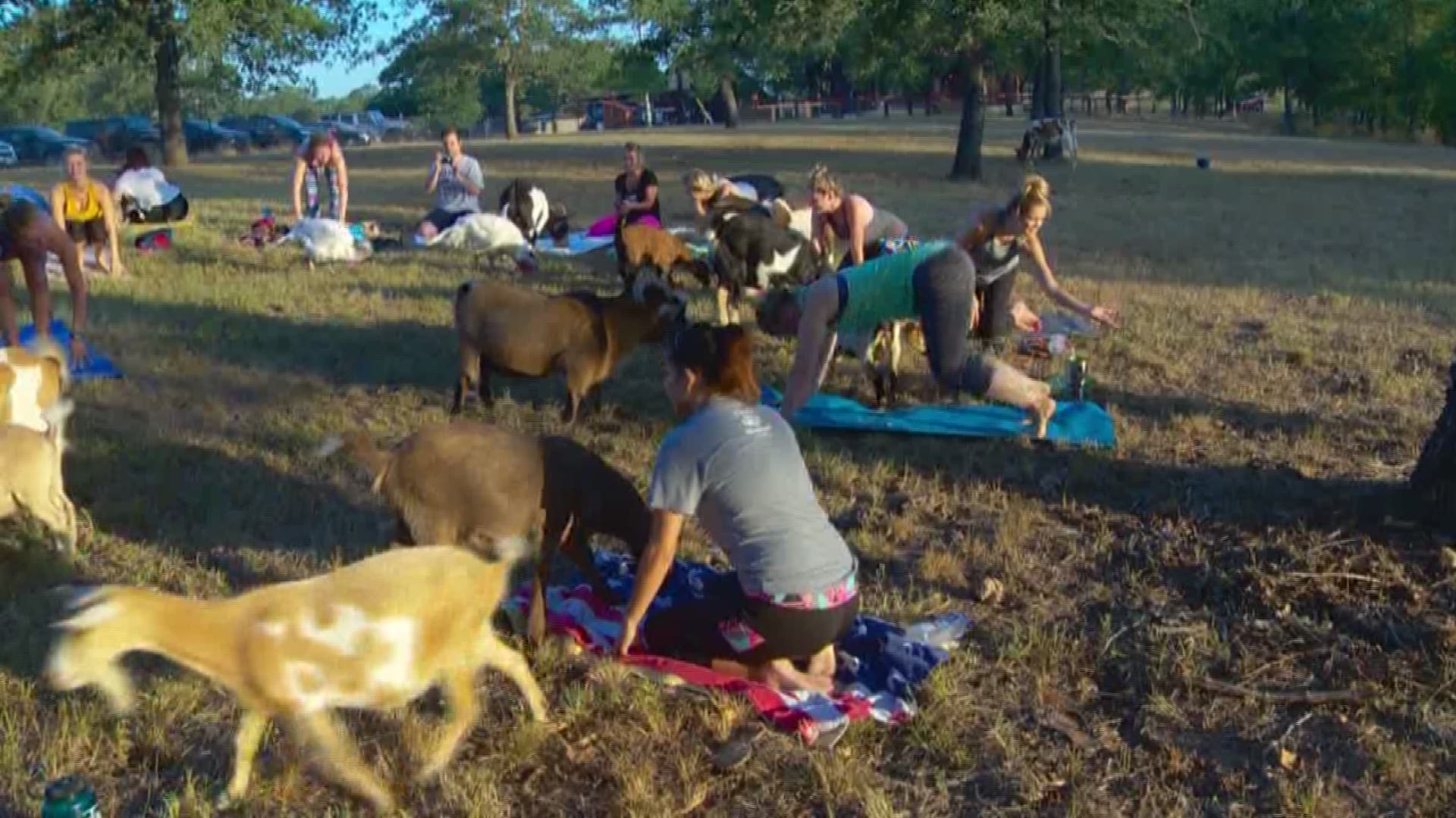 There are a lot of variations of yoga -- but one trend that's growing is goat yoga.