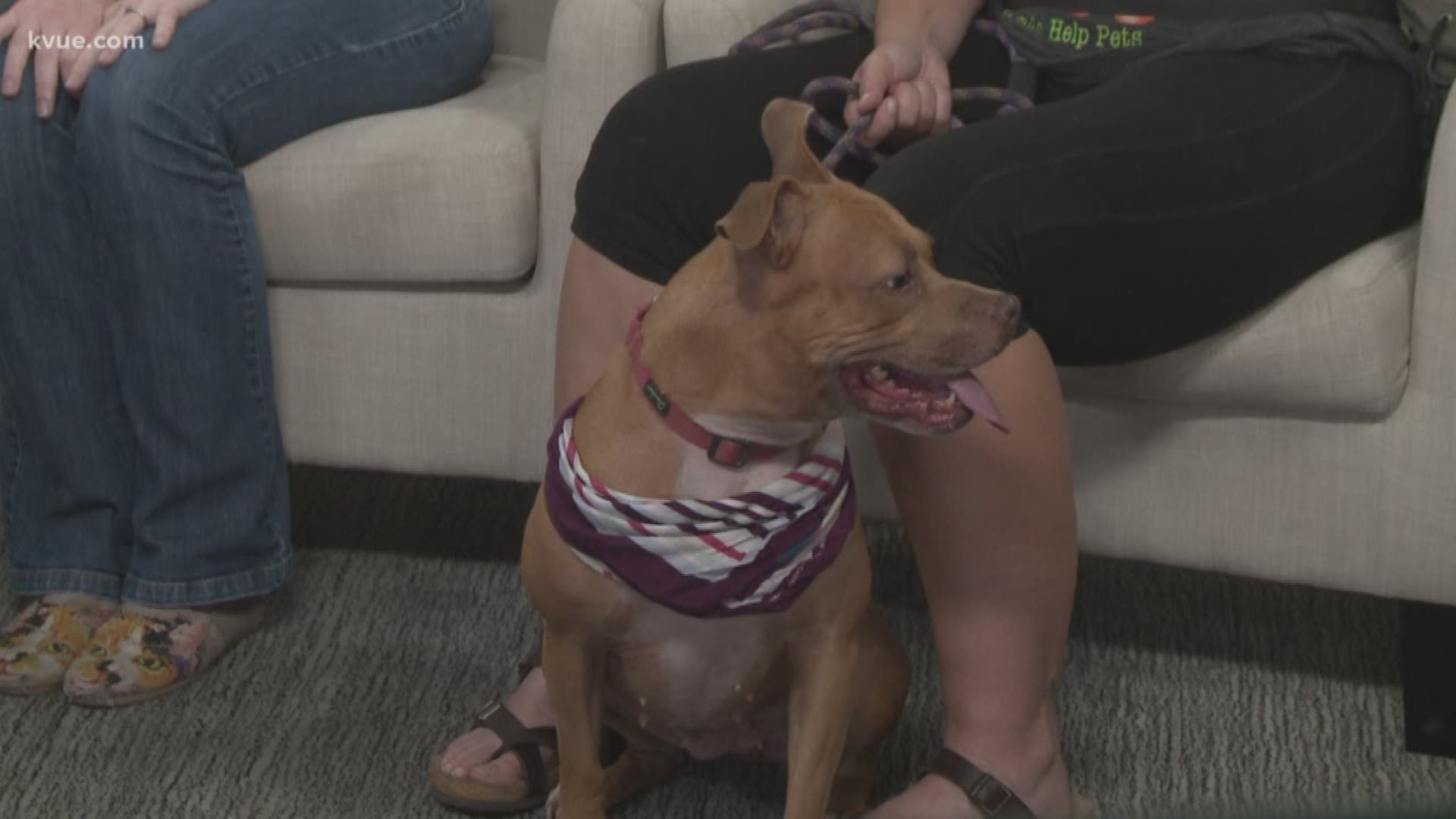 Joining us this morning is Hannah Horstman with Austin Pets Alive and she's brought along Celina today.