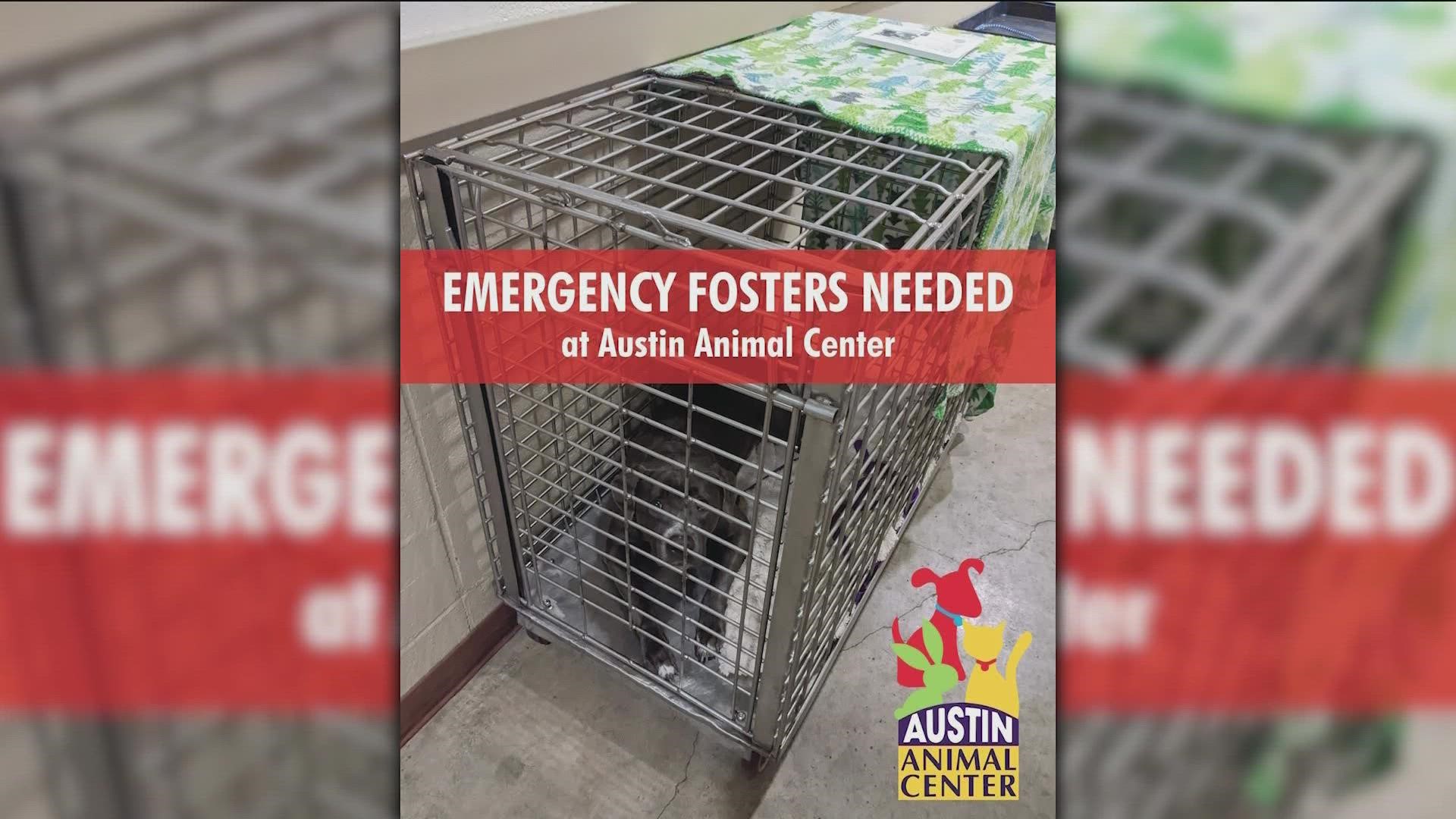 The Austin Animal Center says it needs help immediately.