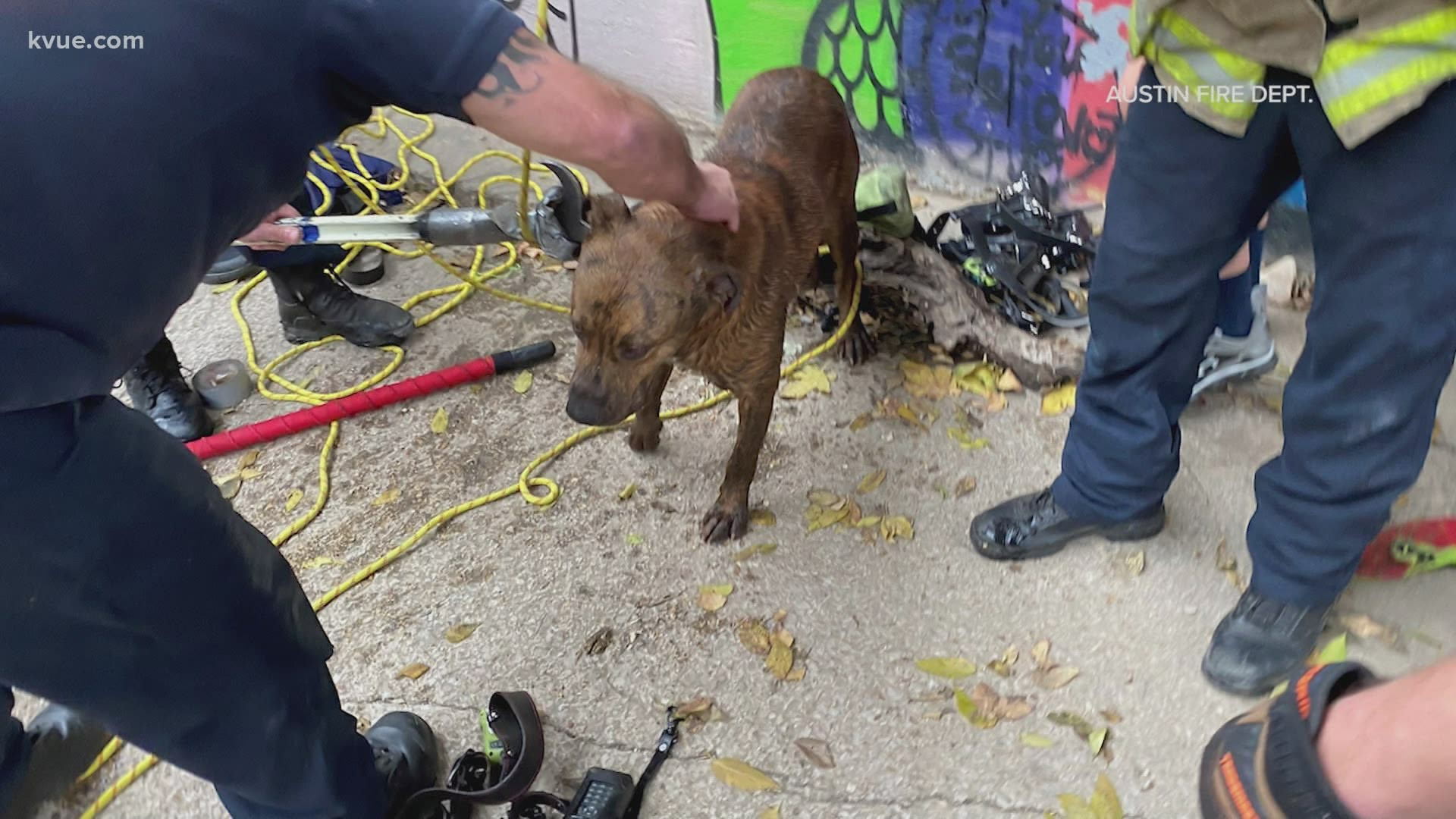 Austin firefighters spent several hours trying to rescue a pup that got stuck under a concrete ledge at Lady Bird Lake.
