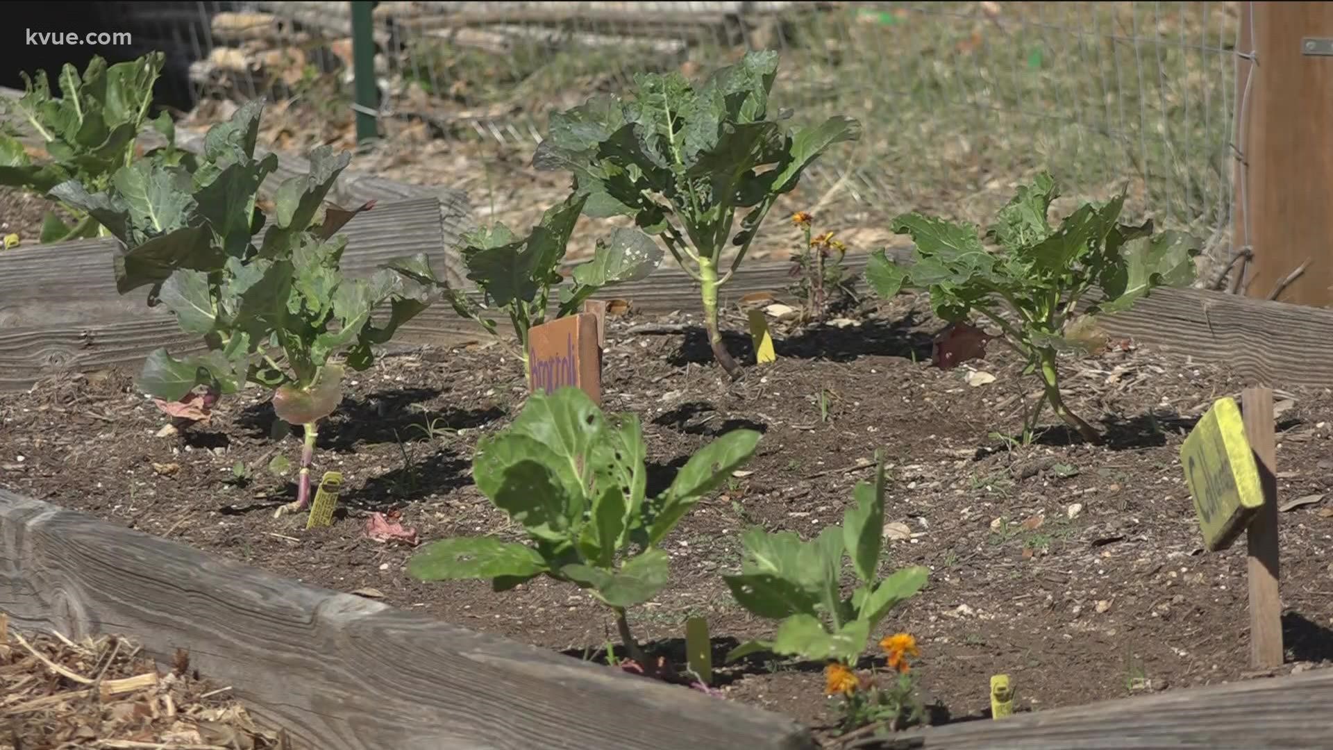The group teaches students how to grow plants, fruits and vegetables and to give back to their fellow students and surrounding community.