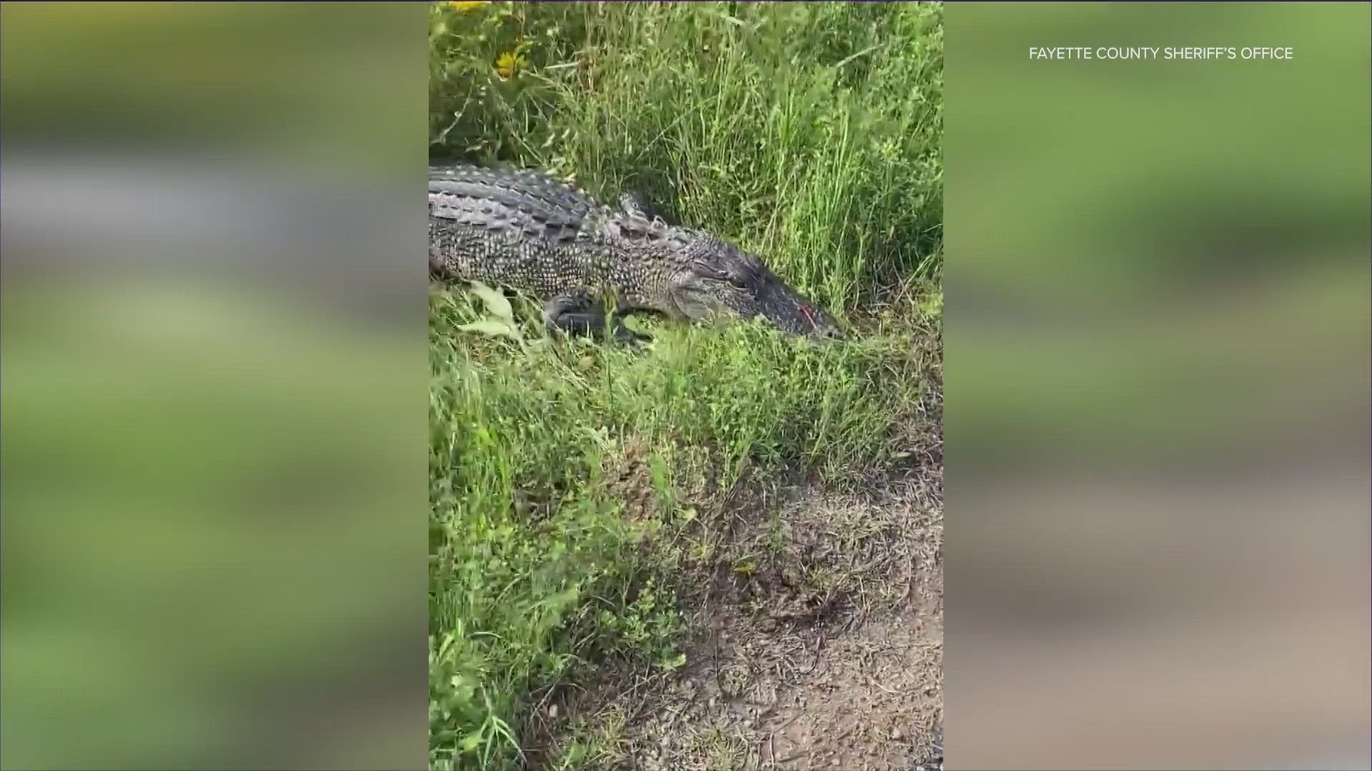 The Fayette County Sheriff's Office shared a video of an alligator found in a ditch near FM 2145 and Citzler Road in La Grange.