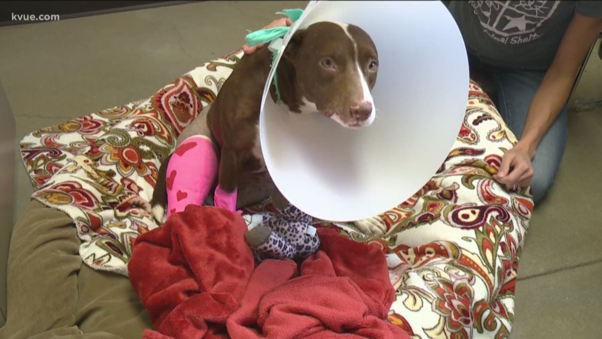 An injured dog is recovering after someone threw her out of a car window and into a ditch.