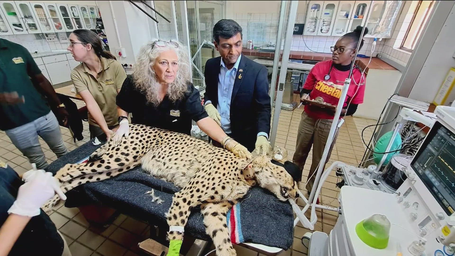 Dr. Laurie Marker, also know as "The Cheetah Lady," is considered one of the world's foremost cheetah experts and founded the Cheetah Conservation Fund.