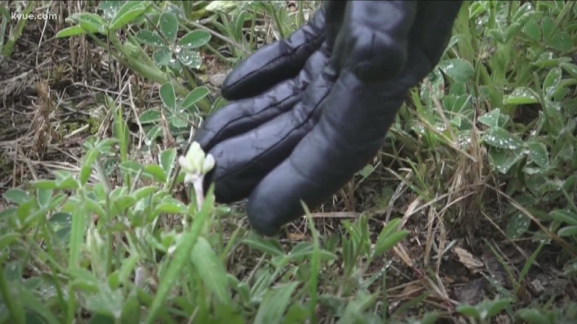 Bluebonnets are a true Texas treasure, so when someone cuts them down, people don't take it lightly. Juan Rodriguez met a woman who isn't happy about what she saw this week.