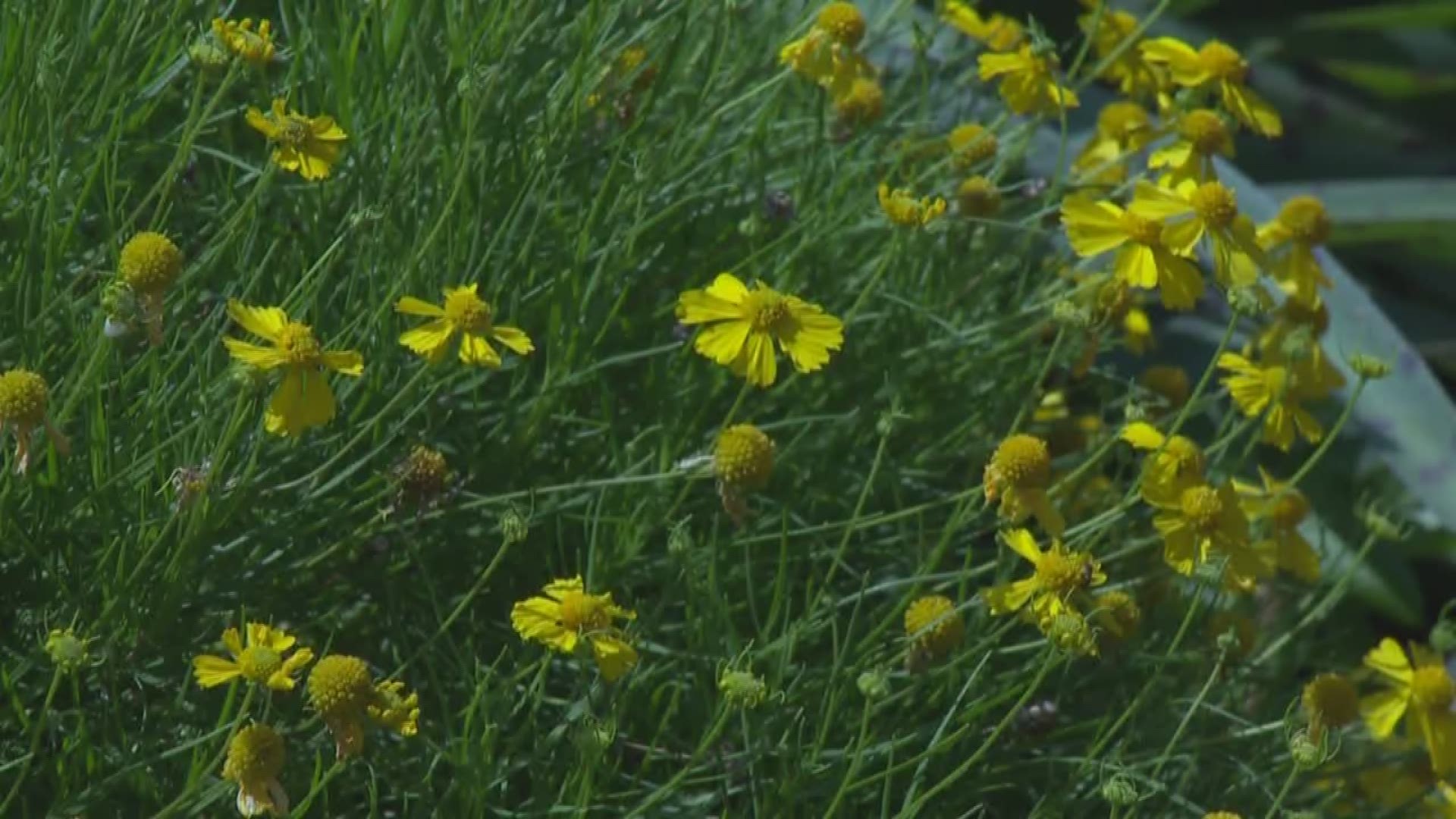A new invasive species is about to make a big stink in Hays and Travis Counties.