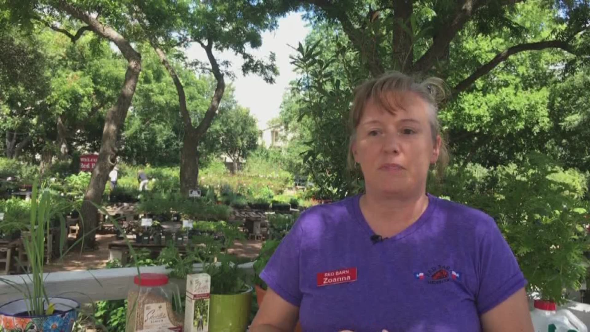 KVUE's Terri Gruca takes a look at some ways to repel mosquitoes.