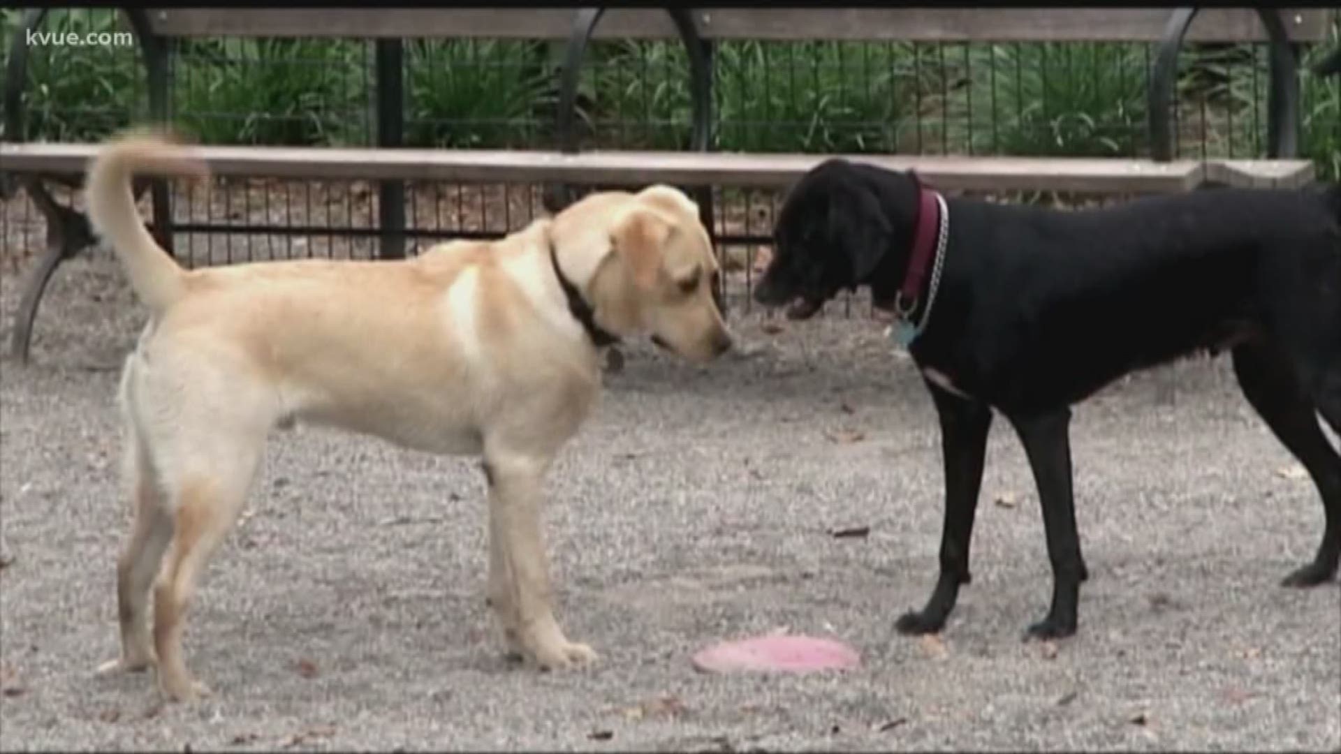 The Round Rock city council has approved measures to keep pets safer.