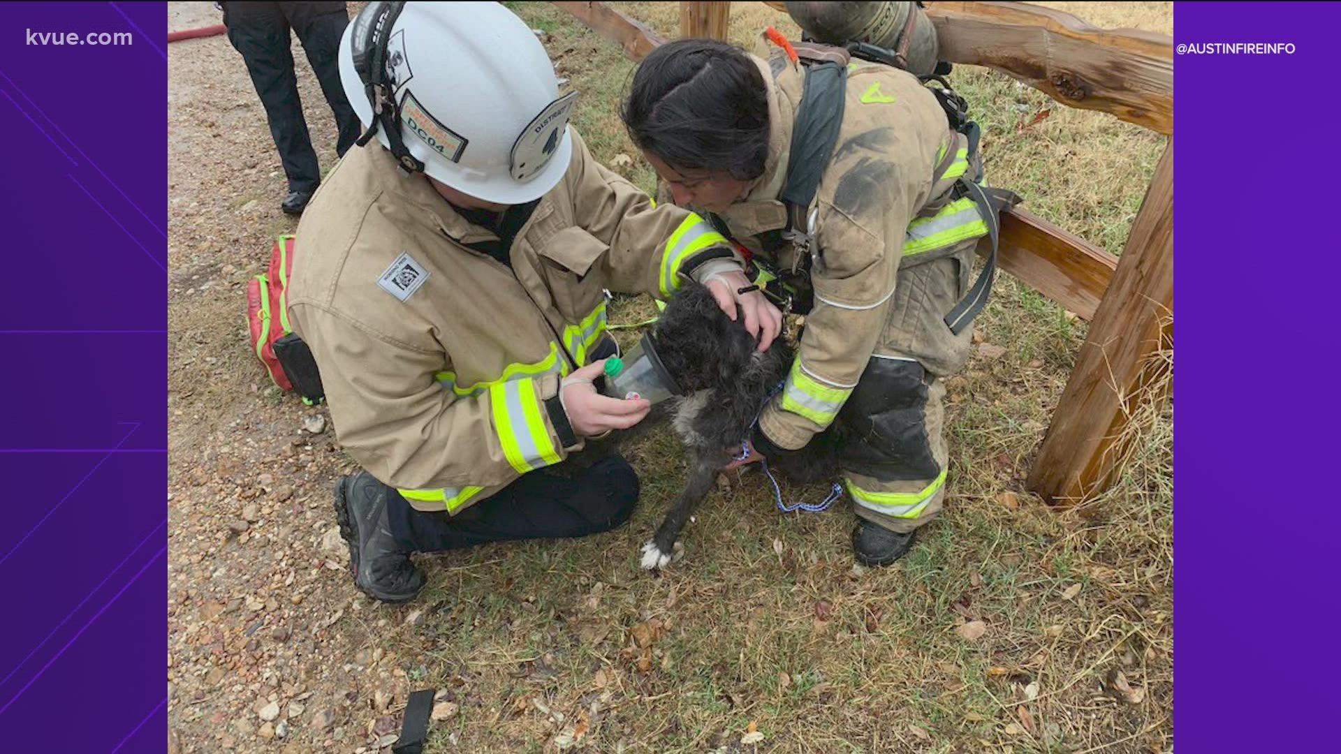 Firefighters and medics helped rescue a dog in one of the incidents, the AFD said.
