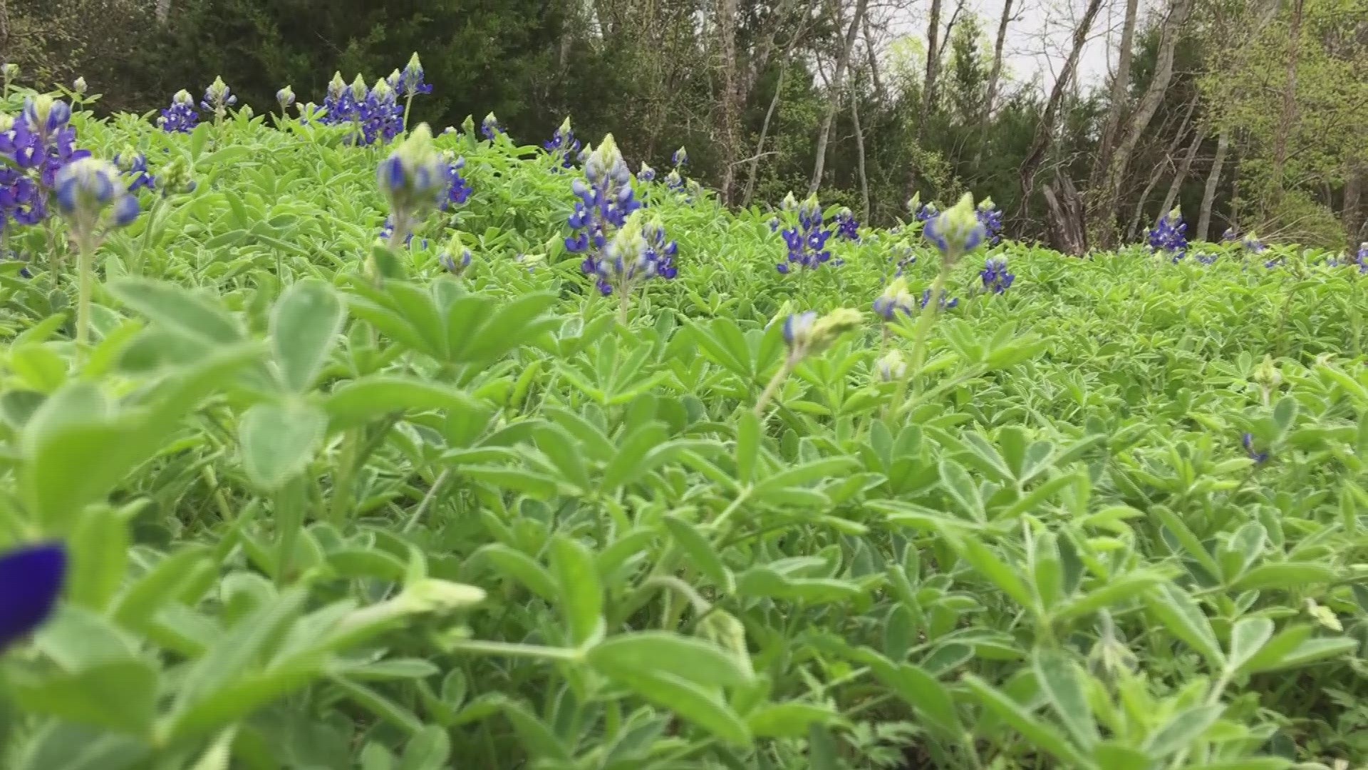 Bluebonnet montage