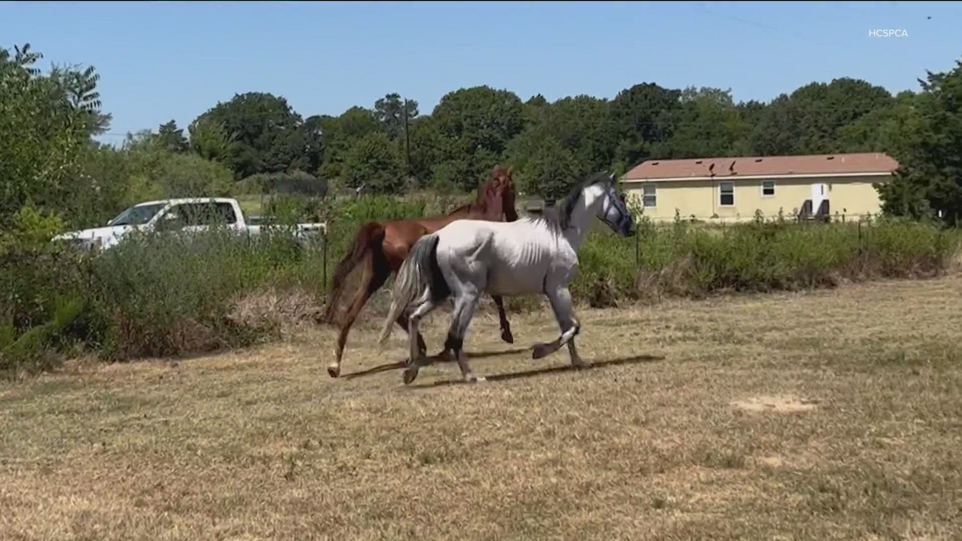 Two horses in Fredericksburg are in a healthy, happy home after being rescued on July 31.