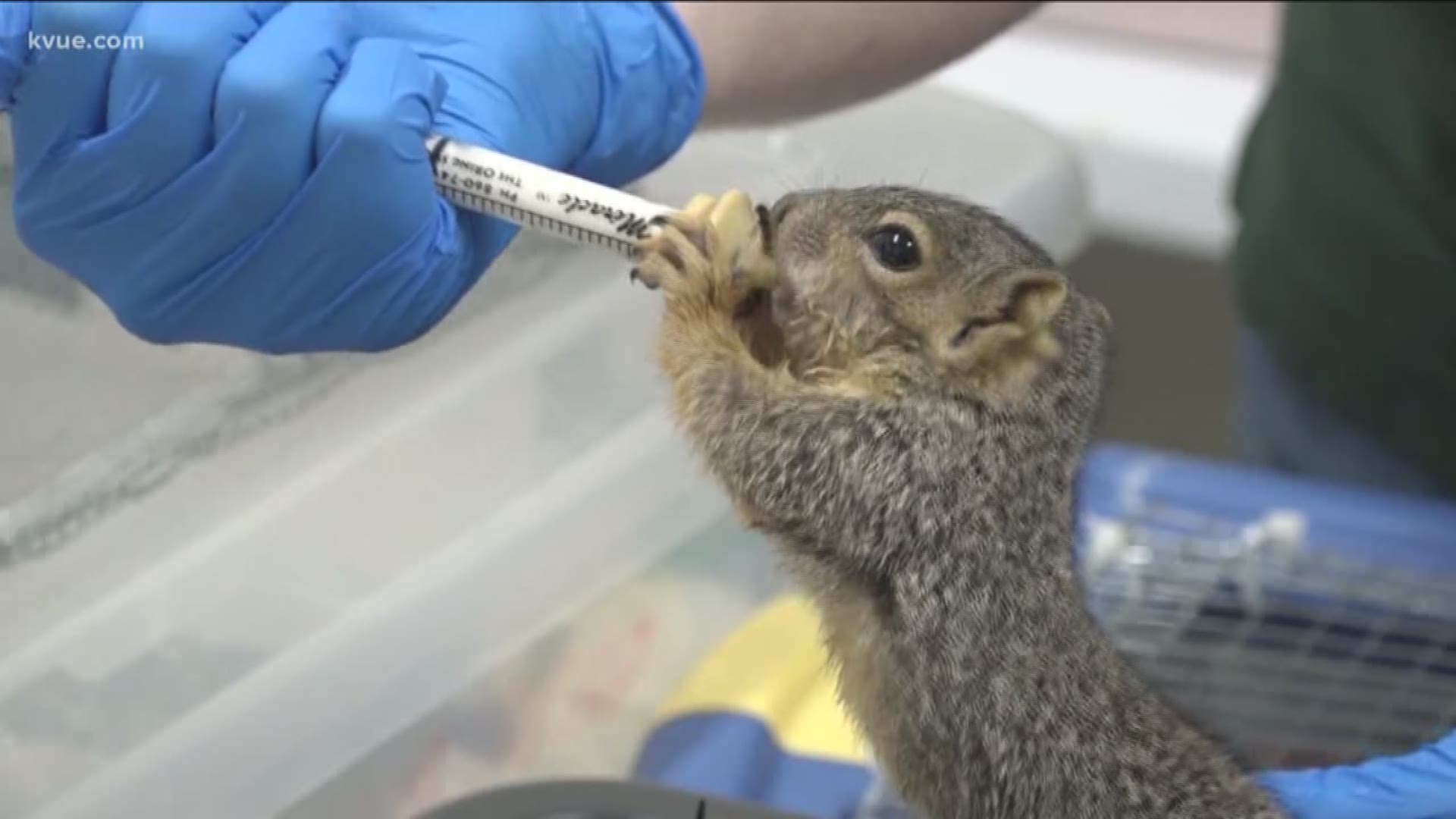 It's that time of the year when animals are having babies so you can expect to see baby squirrels and other wildlife around town. As KVUE's Kalyn Norwood shows us, that also means a busy season for the Animal Wildlife Rescue.