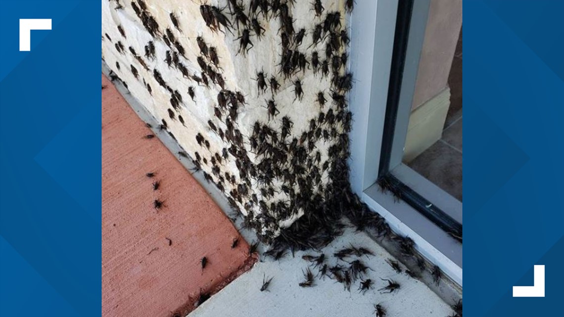 Texas cricket infestation: Austinites not impressed by bug swarms ...