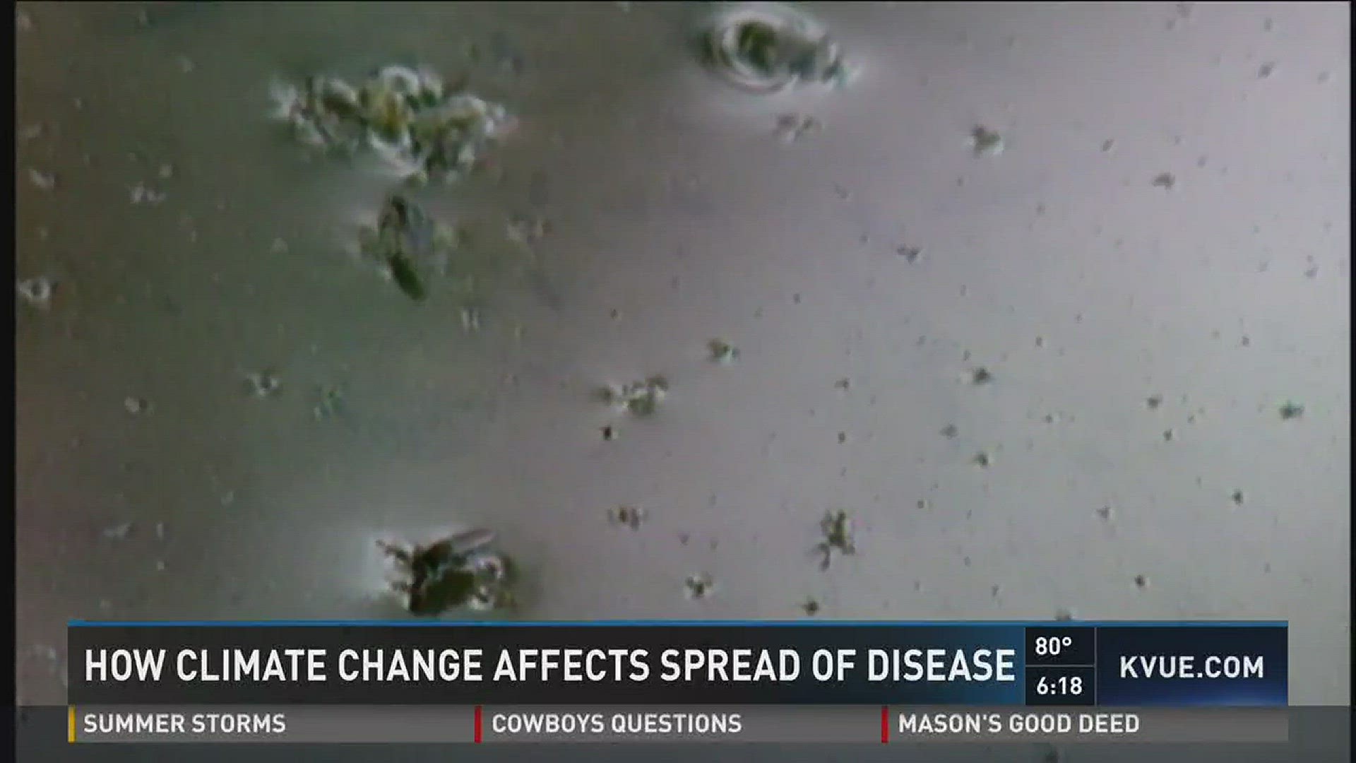 How climate change affects the spread of diseases