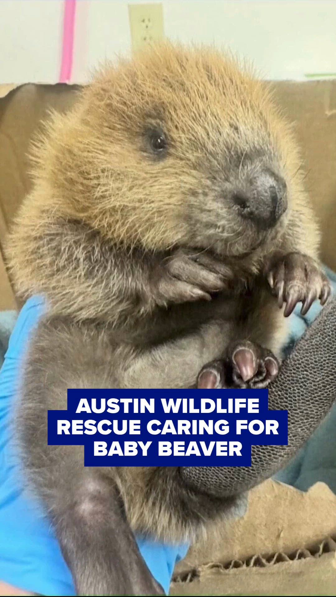 Austin Wildlife Rescue rehabilitating baby beaver | kvue.com