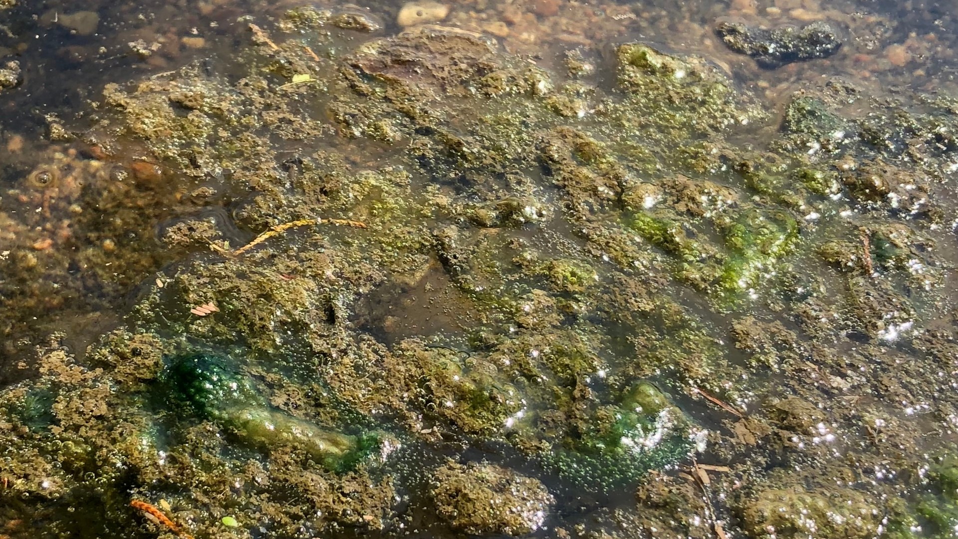 Cyanobacteria (Blue-Green Algae) - Clean Lakes Alliance