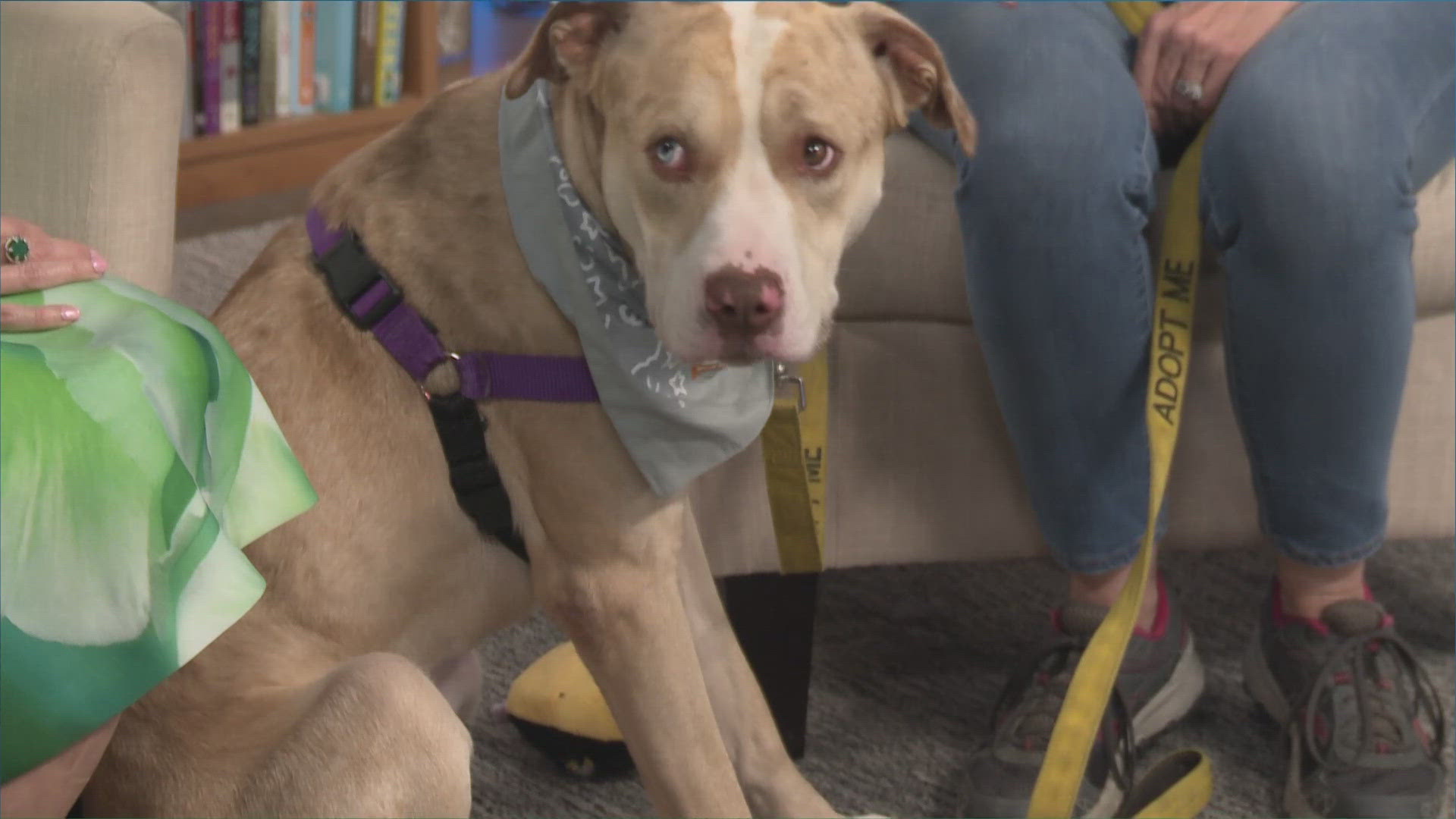 For this Pet of the Week segment, April Peiffer with the Williamson County Regional Animal Shelter introduces us to Will.