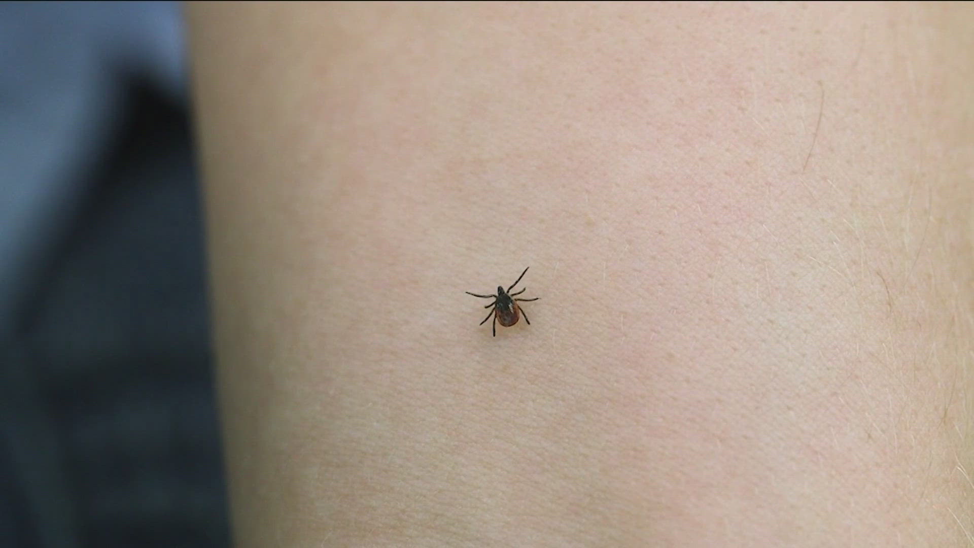 As the weather warms up, Consumer Reports shares tips to limit the number of ticks in your outdoor space.