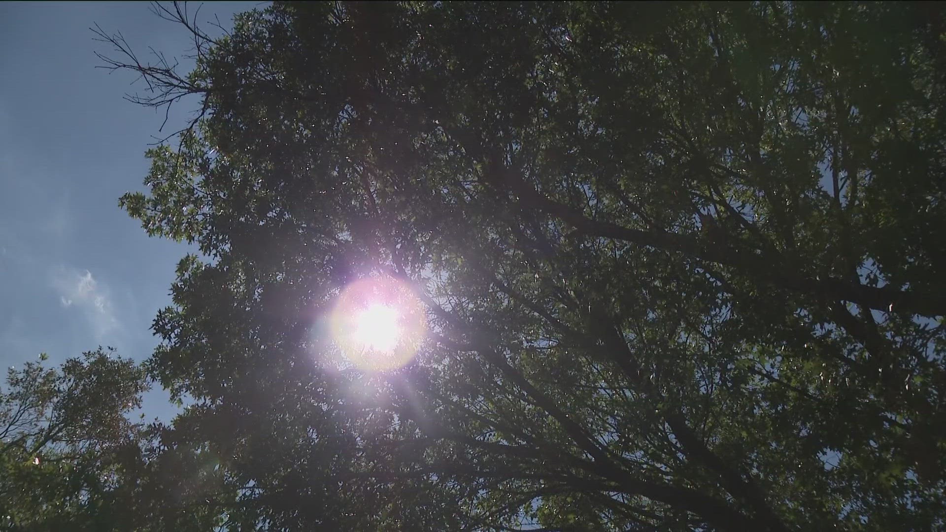 The extreme heat and little rainfall has been hard on trees throughout Texas.