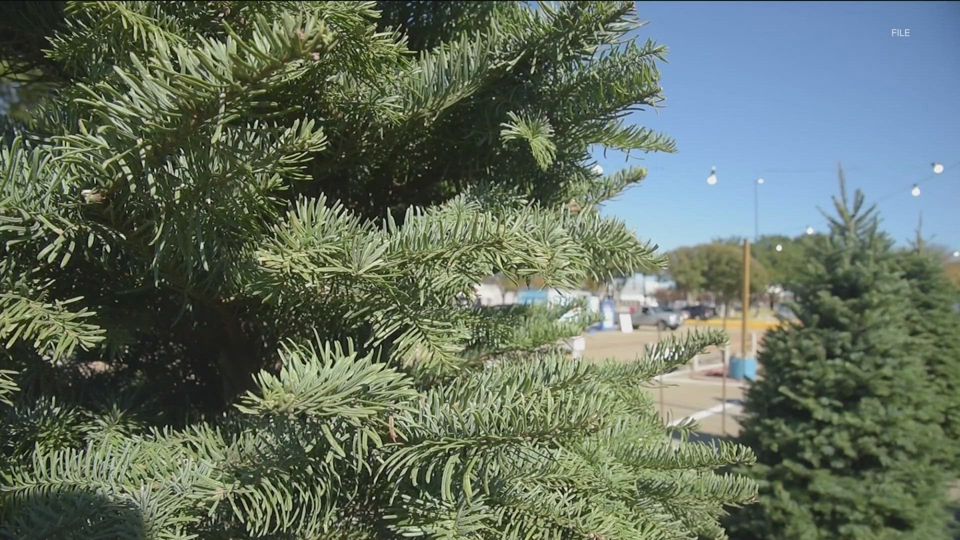 More than 4 million real Christmas trees are sold every year in Texas, and the economic impact exceeds $700 million.