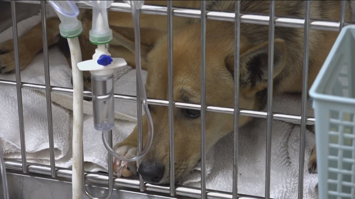Texas bill could increase low-income community access to veterinary care