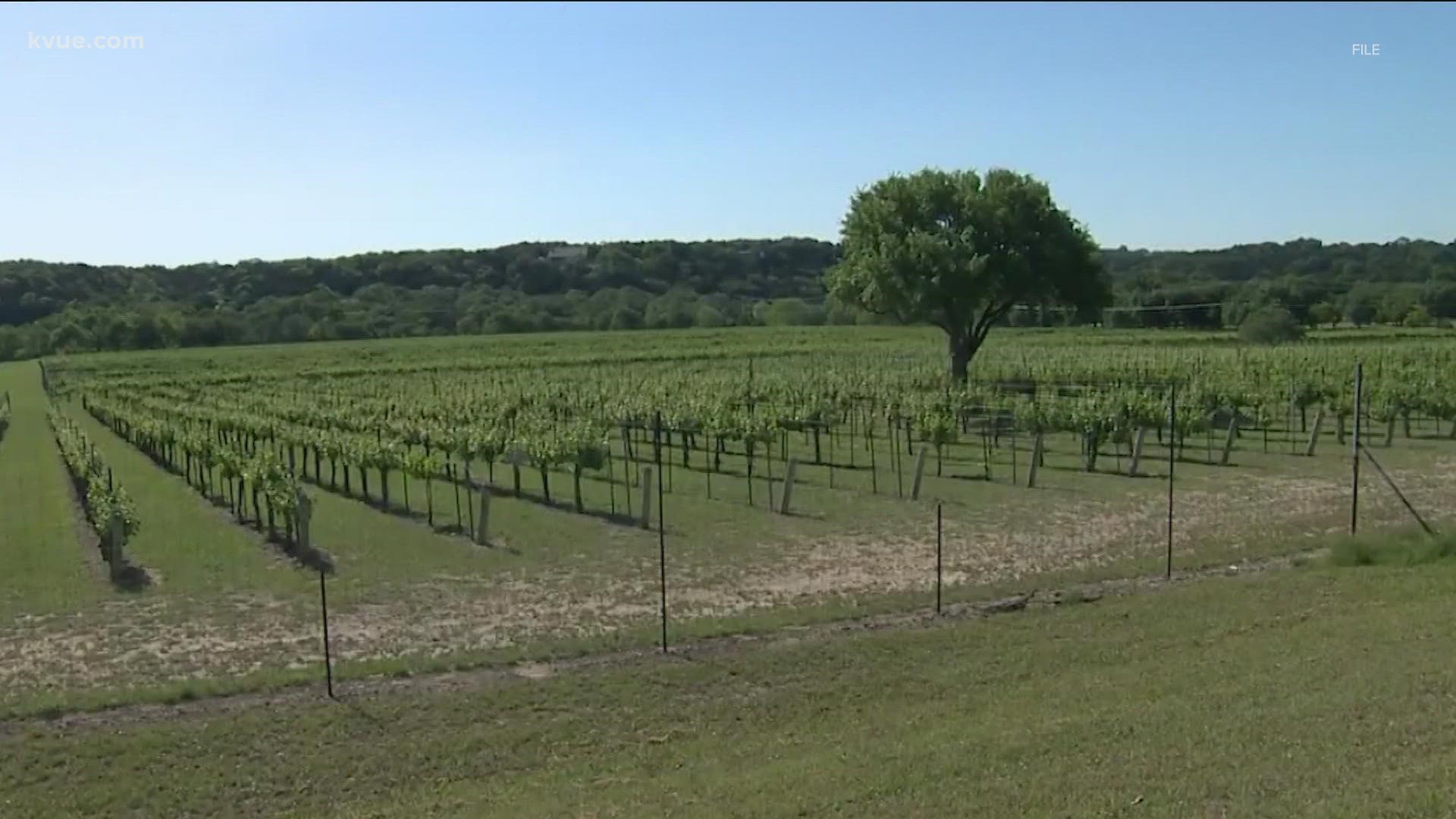USA Today ranked the 10 best wine regions with the help of its readers. The Texas Hill Country came in at No. 3.