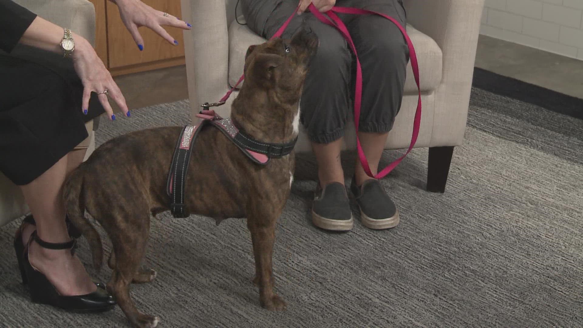 Every Friday, we feature a local shelter animal looking for their fur-ever home. This week, Dani Osio with Texas Humane Heroes introduces us to Ali.
