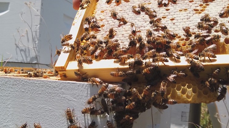 Man in critical condition after bee swarm attack in Fayette County