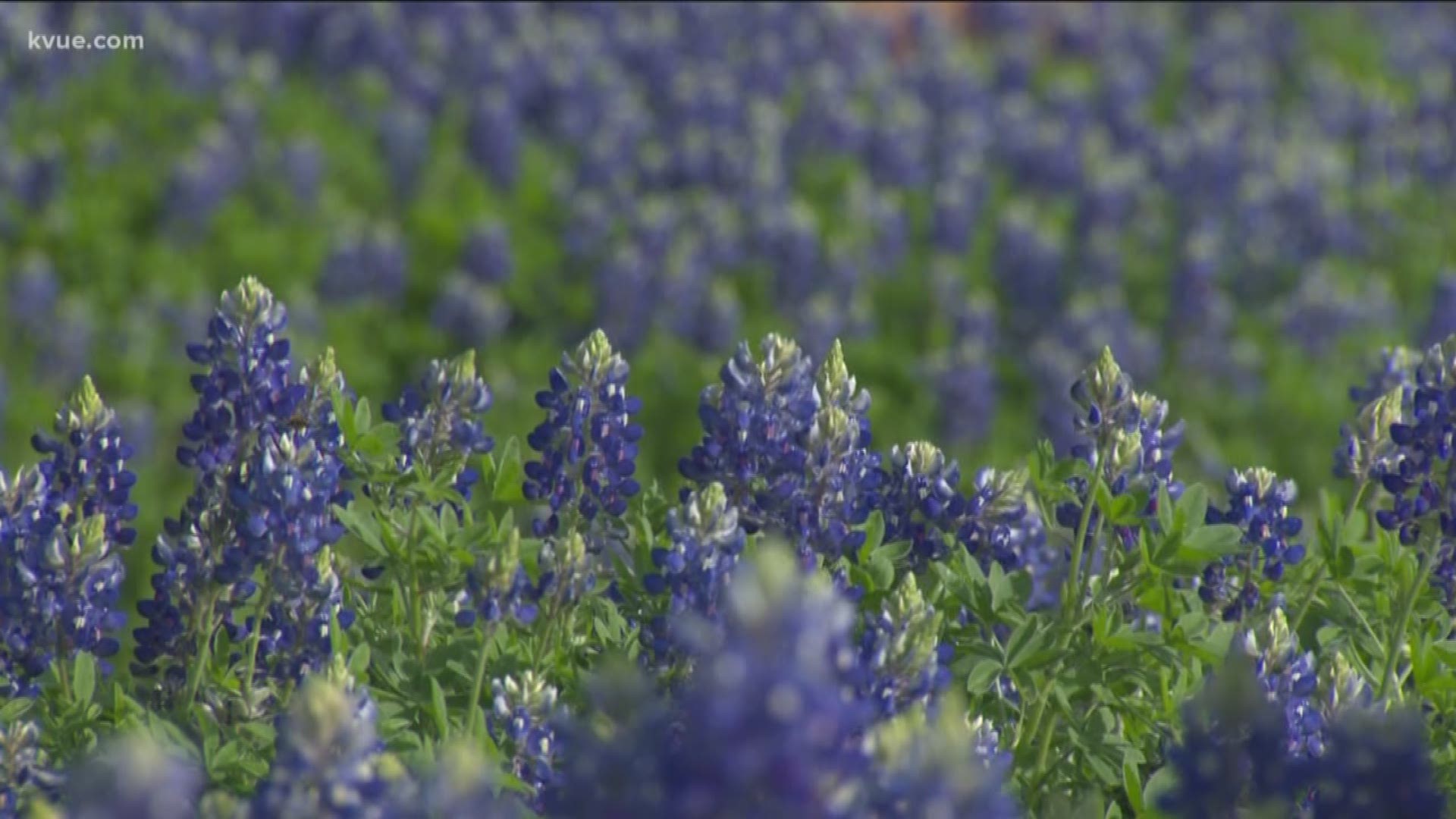 Rebeca Trejo talked with the Lady Bird Johnson Wildflower Center about how easy it is to keep bluebonnets thriving.