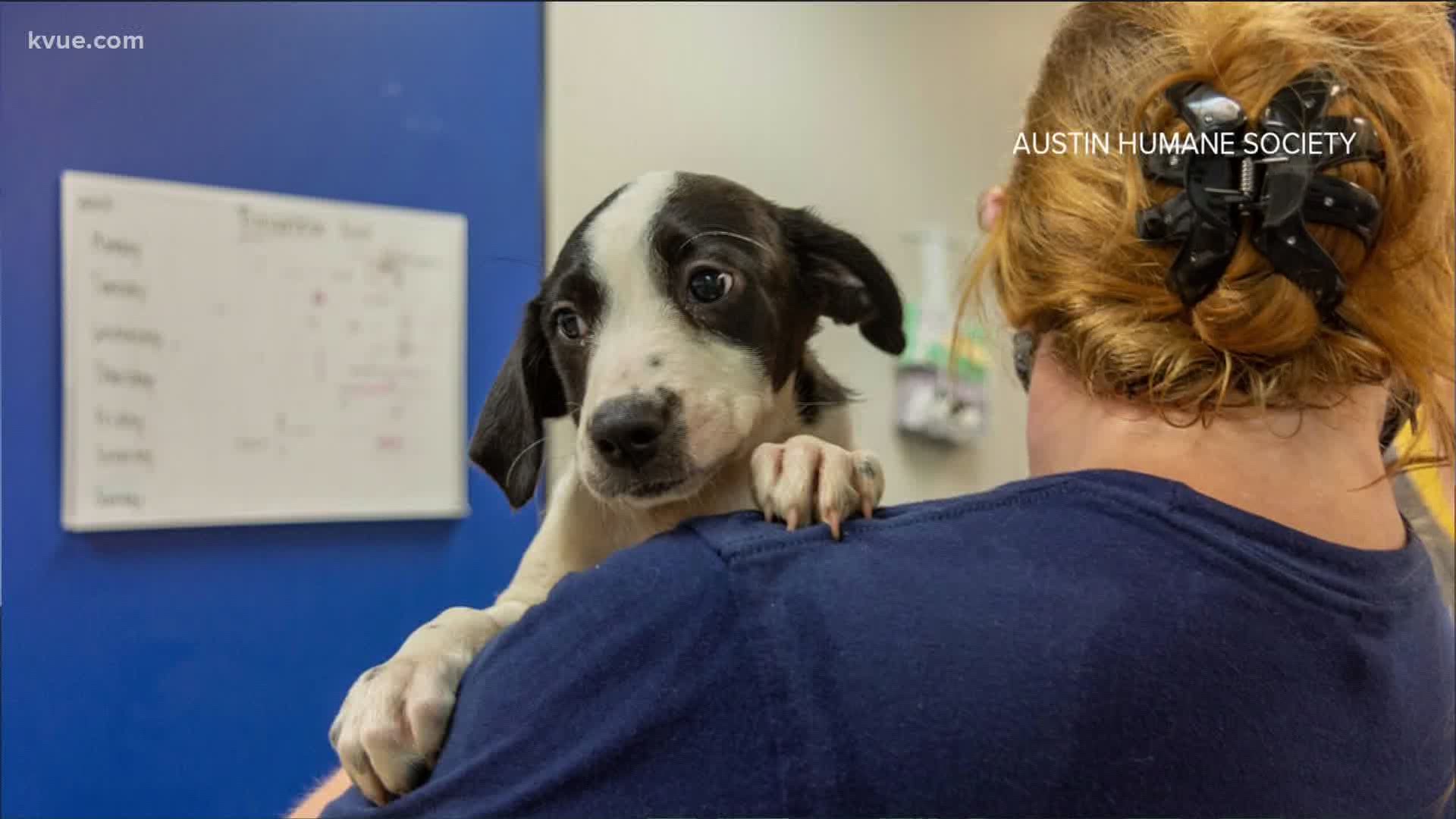 The Austin Humane Society is preparing to take in nearly 200 animals from shelters near the Texas coast.