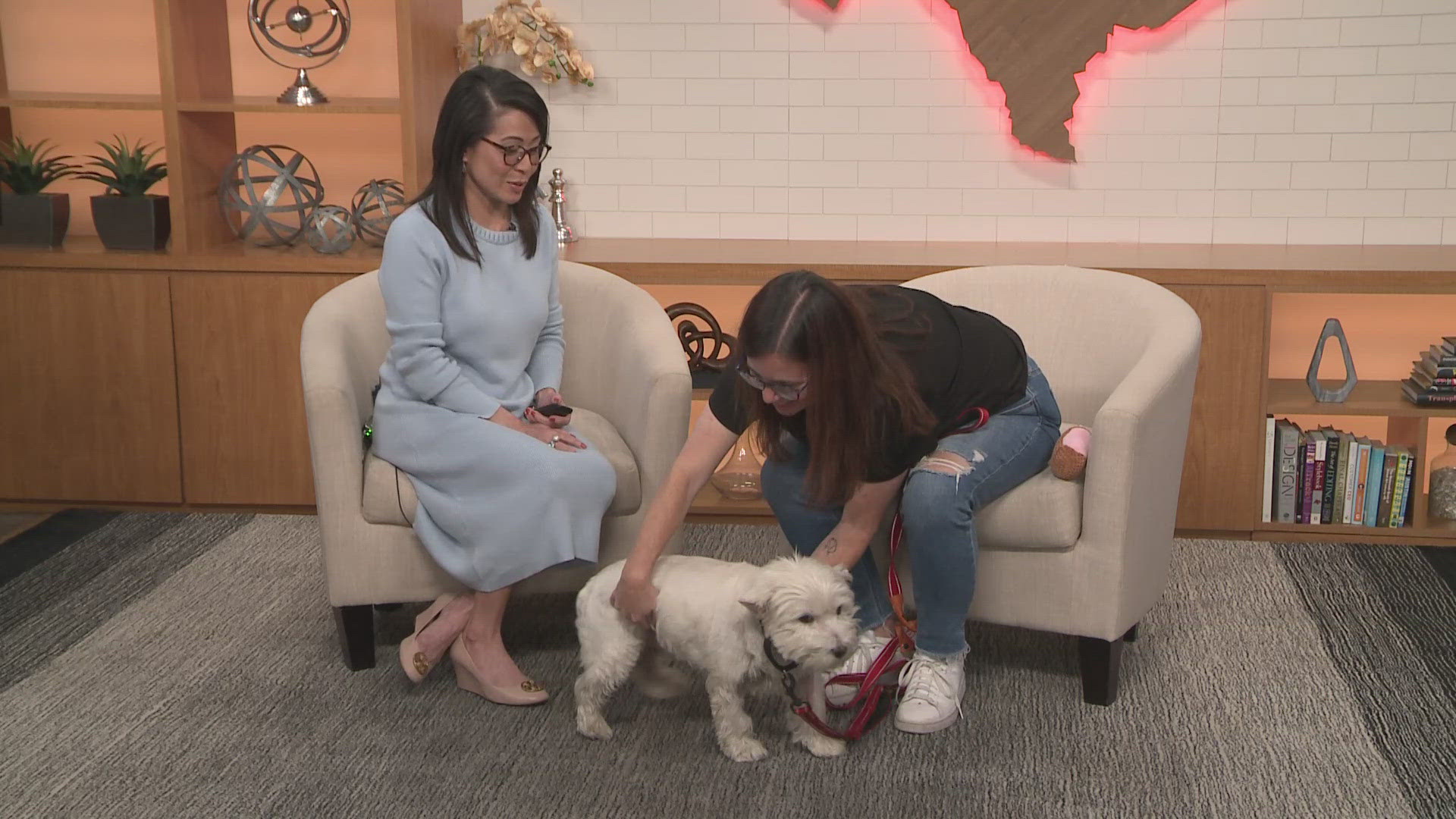 For this Pet of the Week segment, we're introducing you to Paris, who is available to adopt from the Austin Humane Society.