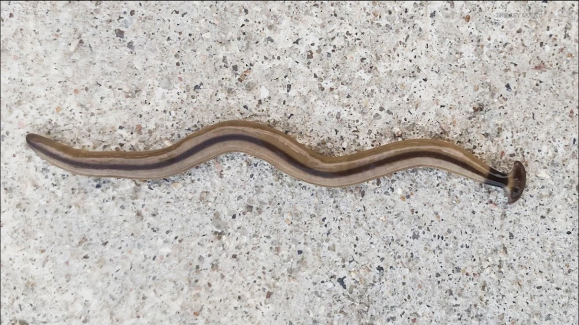 Poisonous hammerhead worms seen in Central Texas