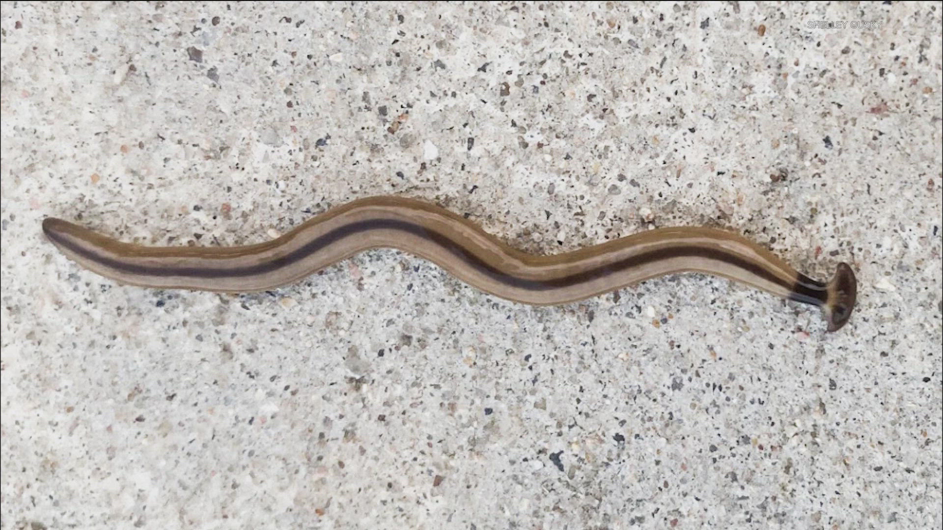 Poisonous hammerhead worms seen in Central Texas | kvue.com