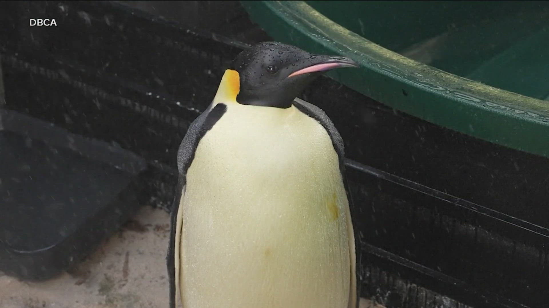 The world's largest species of penguin really only lives in Antarctica. But recently, an emperor penguin turned up on a beach in Australia.