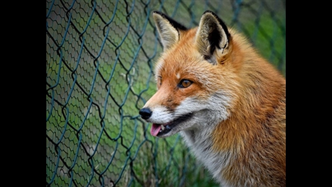 Rabid fox was found and killed in Wimberley on Friday