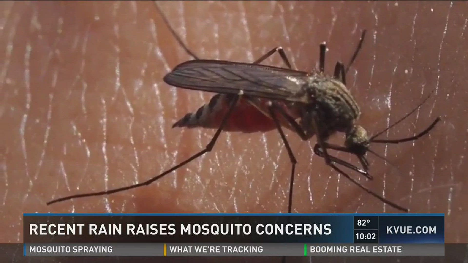 Heavy rain causes mosquito boom, experts say