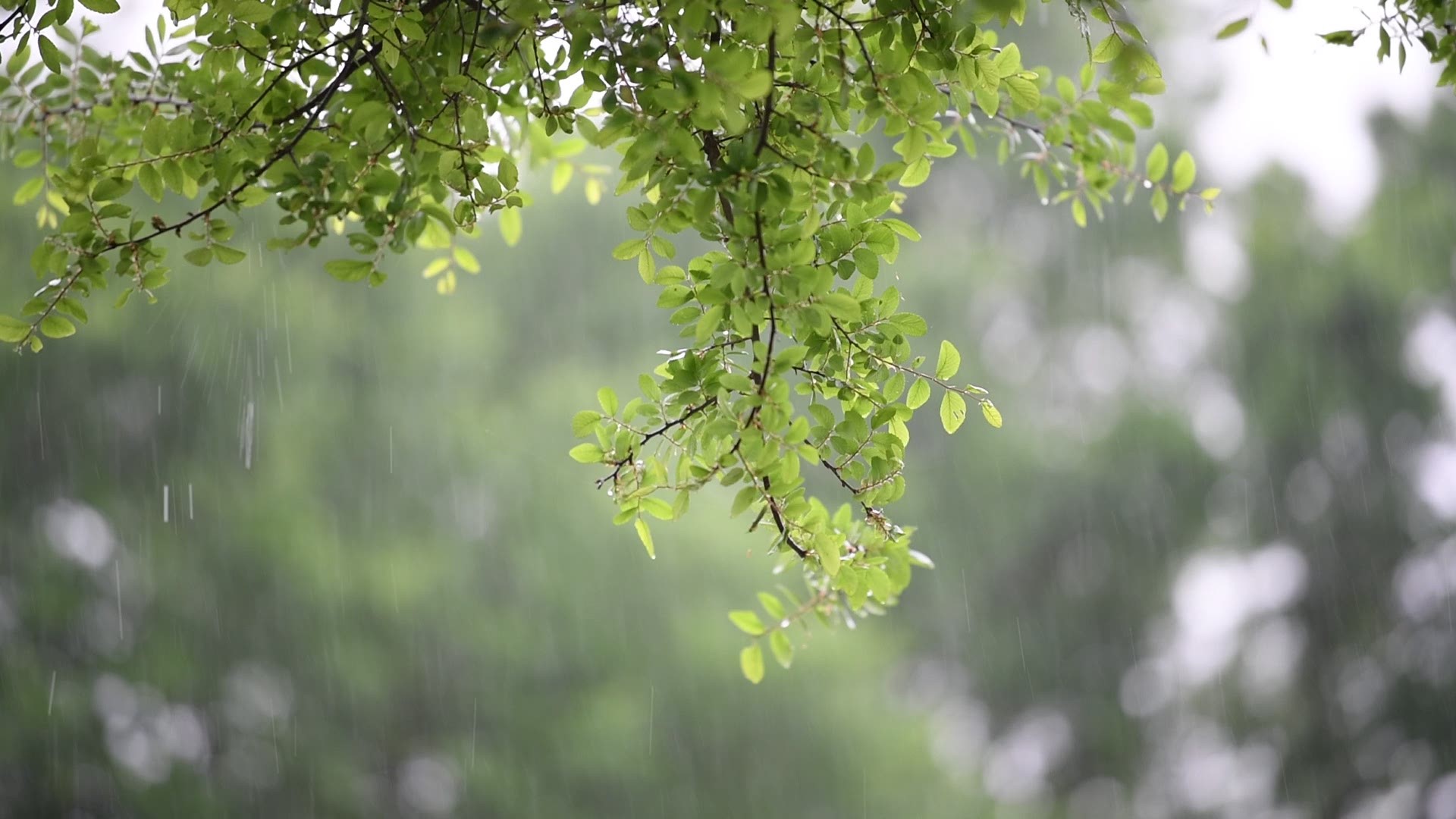 Soothing sounds of rain.