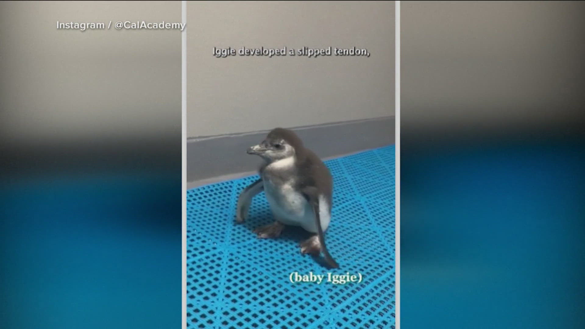 Iggy the penguin had a slipped ankle tendon, but a team of specialists were able to fix his flipper.