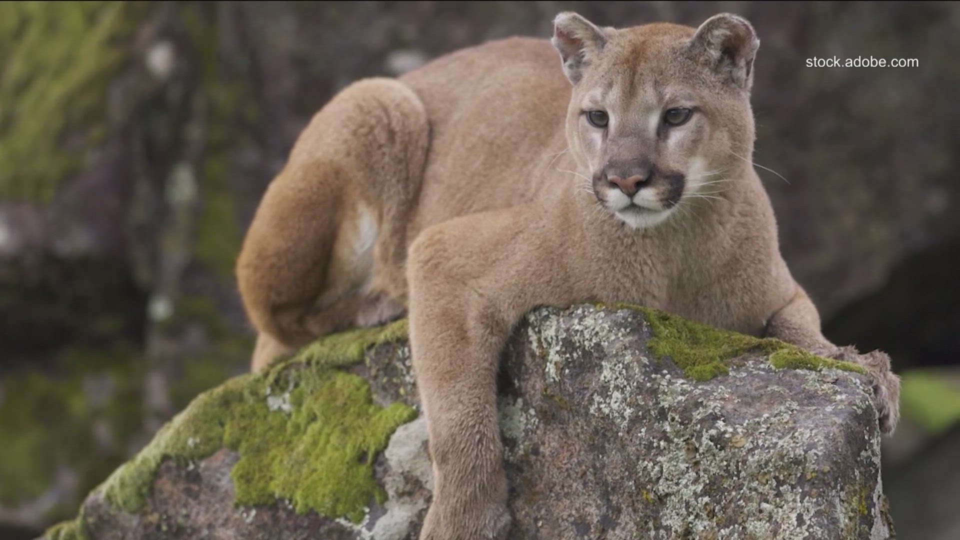 Texas is currently the only state that doesn't prohibit hunting and trapping of mountain lions.
