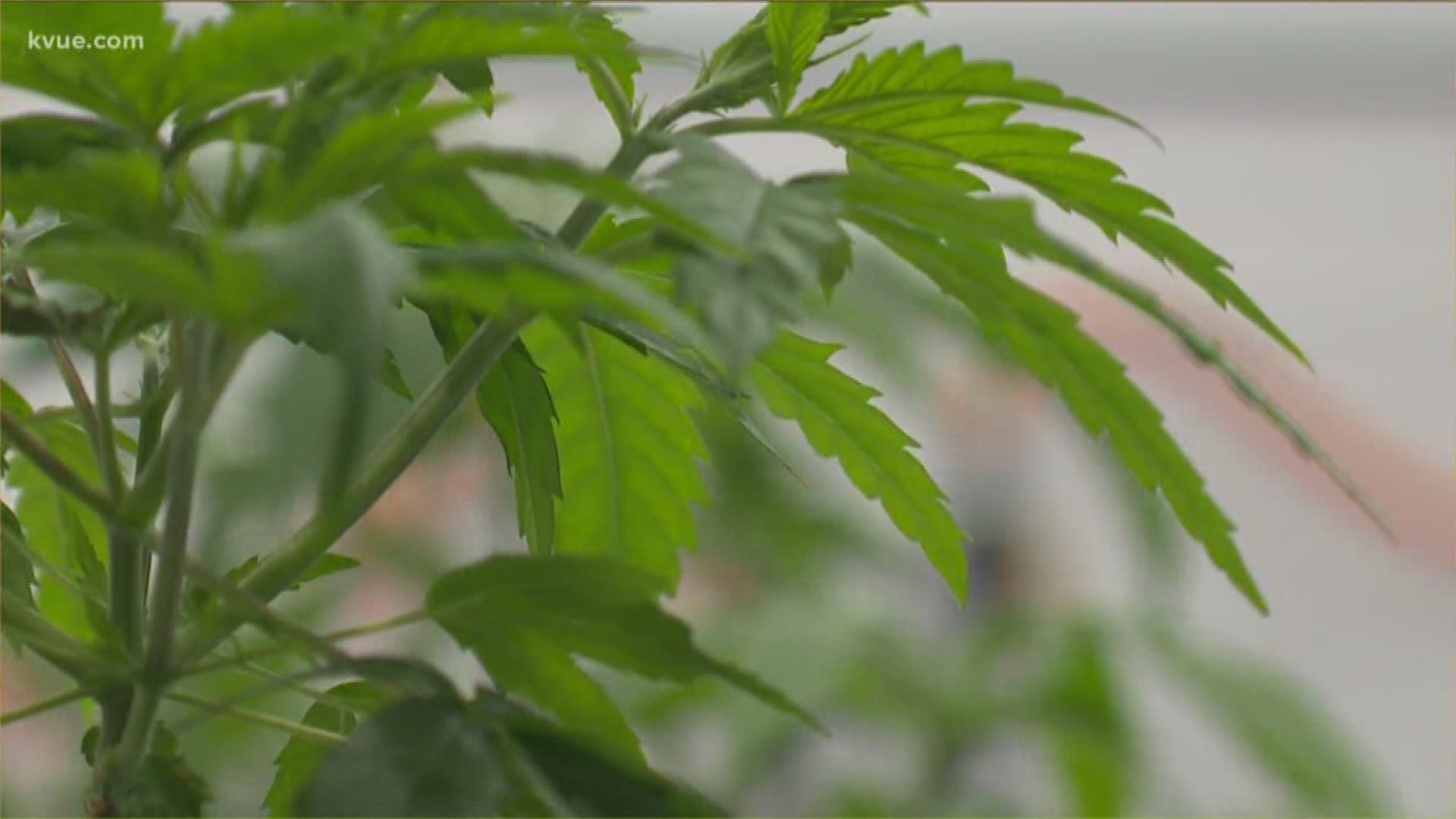 Gov. Greg Abbott signed a bill Monday allowing it, but this doesn't mean people can start growing hemp right away.