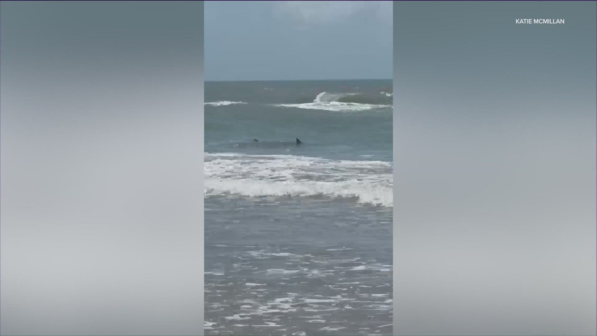 Officials believe the one shark is responsible for all four attacks on Thursday.