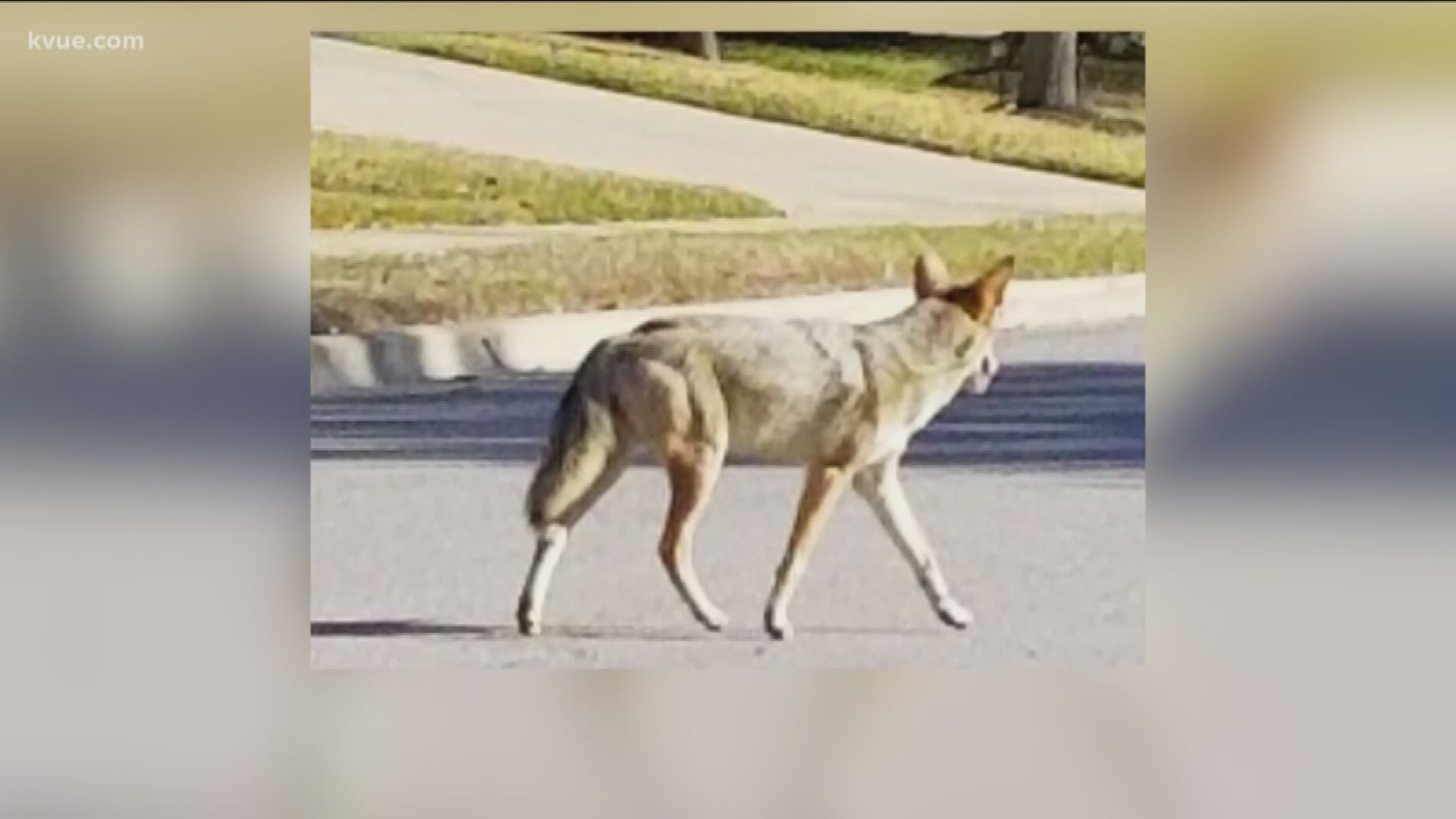 The Williamson County Sheriff's Office said a coyote attacked a man in the Teravista neighborhood in Round Rock.