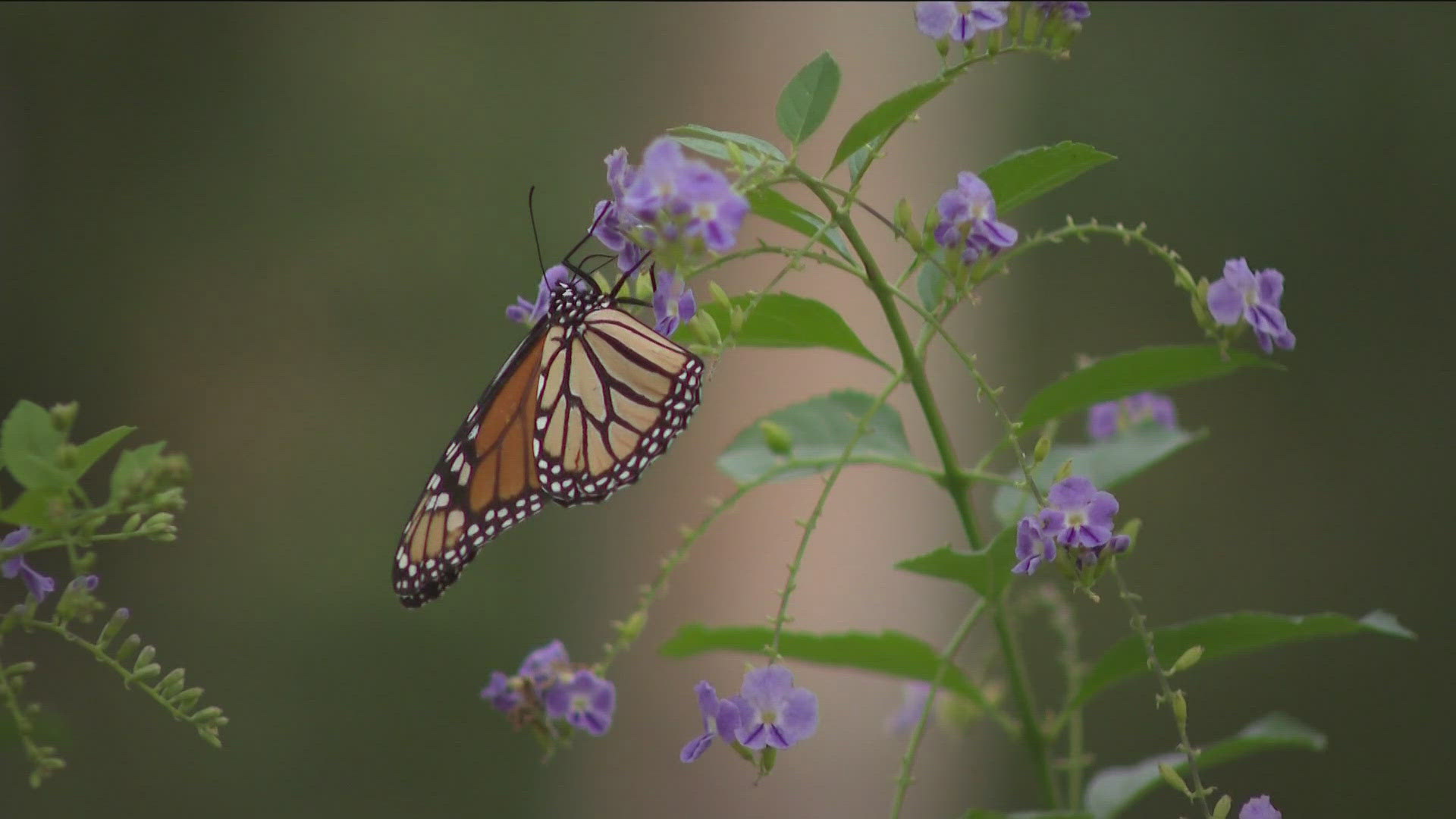 The Zilker Botanical Garden is keeping track of monarch butterfly migration. The butterflies are on the way to Mexico.