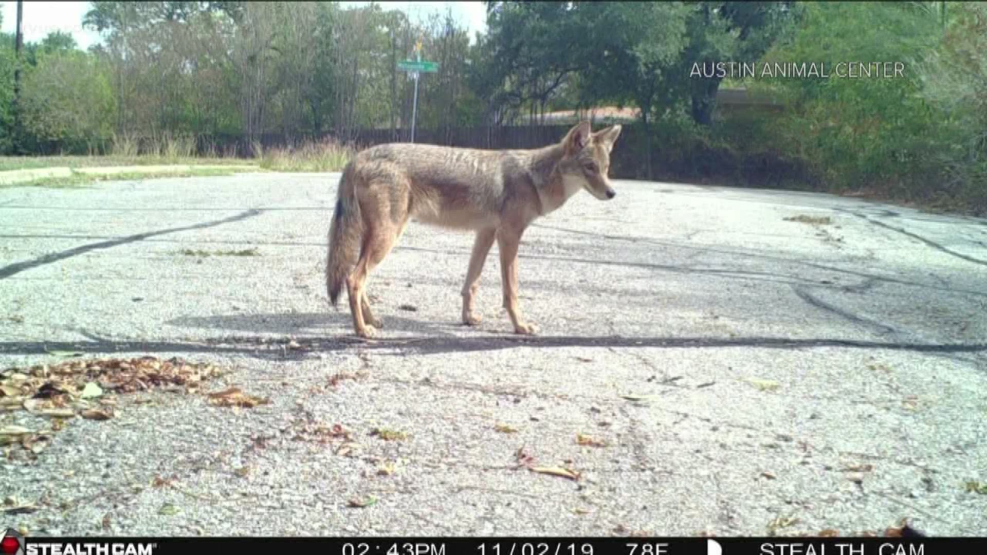 You may want to keep an eye out for coyotes around the Austin area.