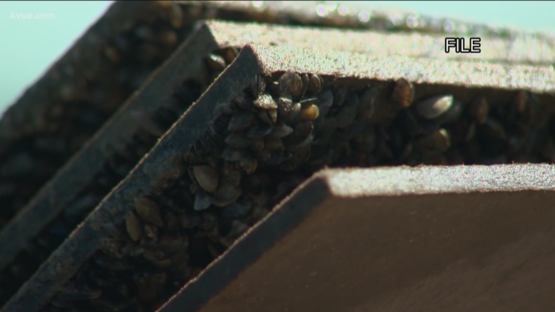 Zebra mussels have been found to be what is causing the stench in the Austin water supply after the mussels attached themselves to a raw water pipeline that was shut down for two weeks before coming back on.