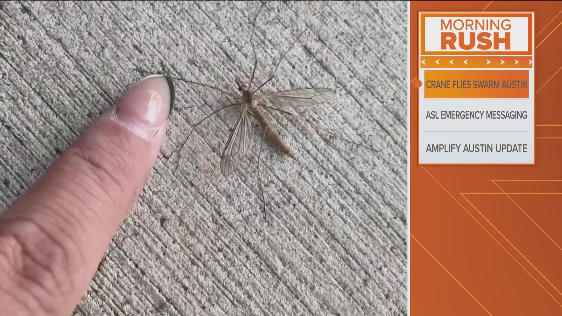 Warmer weather means more of these harmless "mosquito hawks" can be found throughout the state.